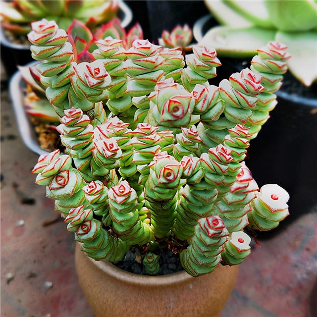 多肉“钱串子”，名字喜庆，带来吉祥财运