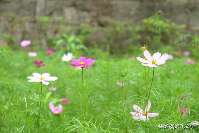 「散文」 赏花与养花