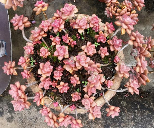 这“三种花”是勤花小普货，遇水疯长寓意好，单朵能开一个月