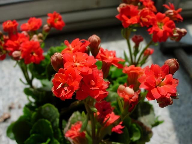 常常被低估的“四种花”，花期长达“小半年”，养一盆抵过10盆