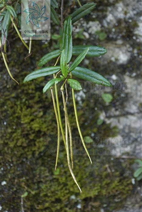 岩豇豆，见过吗？能祛风止咳，健脾消积