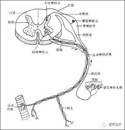 WoW，最全神经系统解剖图来了