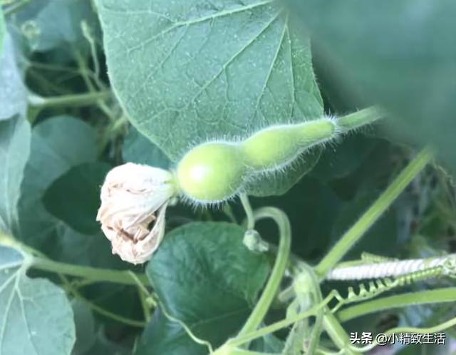 葫芦|简单7步，在阳台种小葫芦，一盆结十几个，随便盘