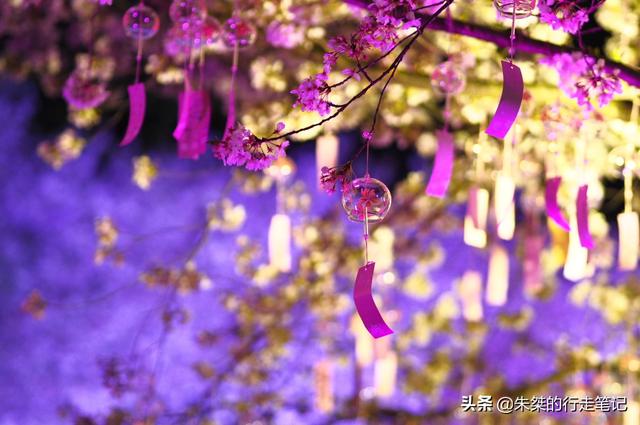 #趣旅游#园内3万多株樱花树 为世界三大赏樱胜地之一 最美花期却仅有七天