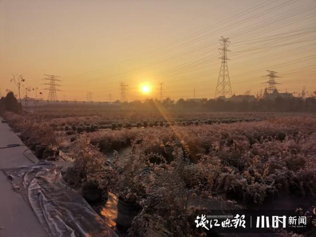 蝴蝶兰|来看看年宵花行情，蝴蝶兰、郁金香卖断货，连没花没叶的盆栽网店也日销百万元