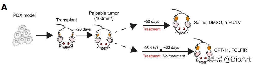 Cell | 结直肠癌细胞如何躲避化疗？