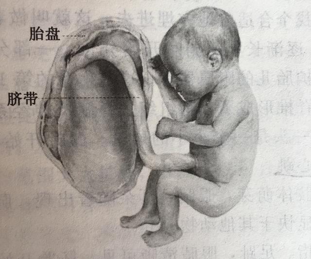 超级宝妈|你知道胎儿发育的过程吗？看完心里暖暖的
