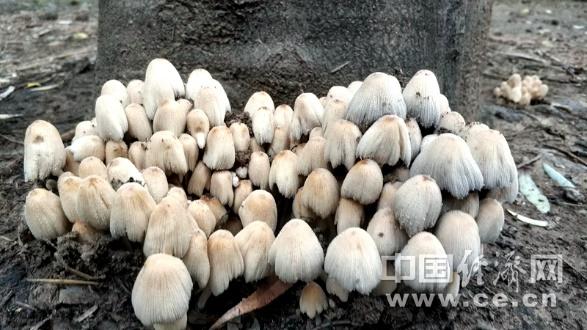 生物素|和每个人健康都有关系的生物素 你了解么