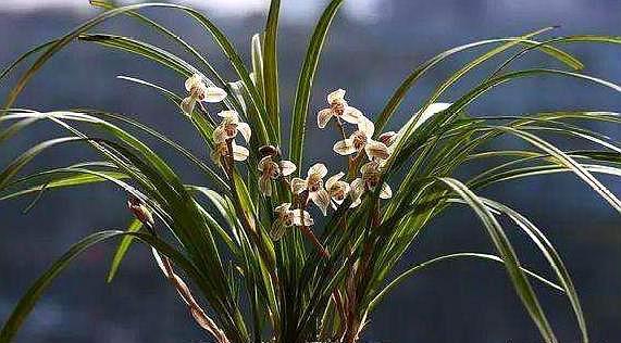 养兰花|新手养兰花，教你几种浇水“窍门”，新芽出的多，越长越旺盛