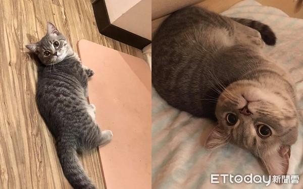 花4万造绝美猫墙！　主子不赏脸「只窝沙发下」奴才心碎