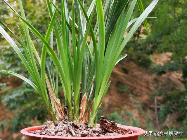 兰花最怕什么水？记住这6种水不要用，兰花浇水不会错