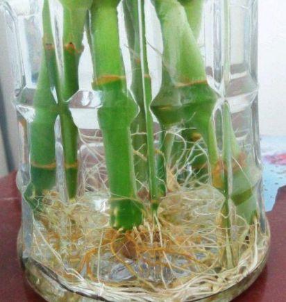 水培植物|水培植物容易长“青苔”，4个方法巧避免，水体干净，露出大白根