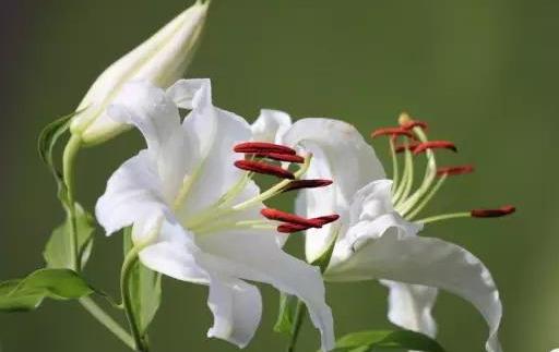 你的育儿经|这些花儿孕妇不要养