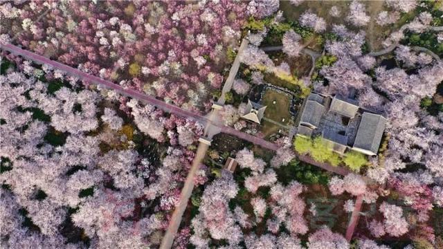 #世界那么大#鄢陵万余棵樱花争相绽放 如云似雪