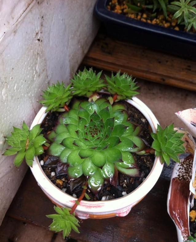 这“三多肉”是耐寒小普货，遇水疯长“寓意好”，半年养成小老桩