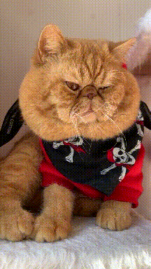 搞笑gif:就论舞姿这块,还没有谁比我厉害的