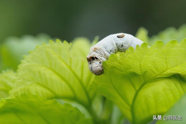 桑叶治感冒 咳嗽 咽痛 牙痛 目赤肿痛等6种疾病 效果好