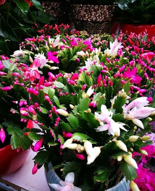 逛花市去捡漏，买了一堆长寿花，拿回来竟然全活了