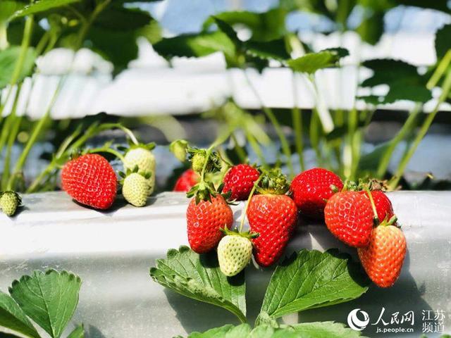 约吗旅行:南京溧水:政策扶持美景“加持”游客数量攀新高