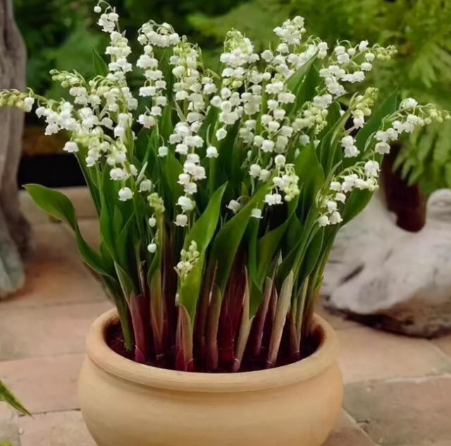 这5种都是有毒花，家里孩子别乱碰