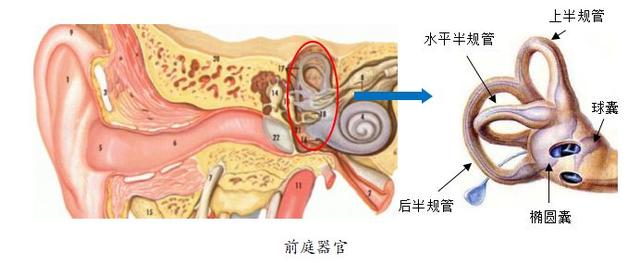 信号|爱耳日｜头晕和耳朵有什么关系？别忽视耳朵内的“小石头”