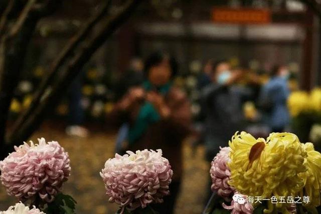 寒花已开尽～菊蕊独盈枝：趵突泉的菊花，冬雨中不畏严寒傲视寒霜