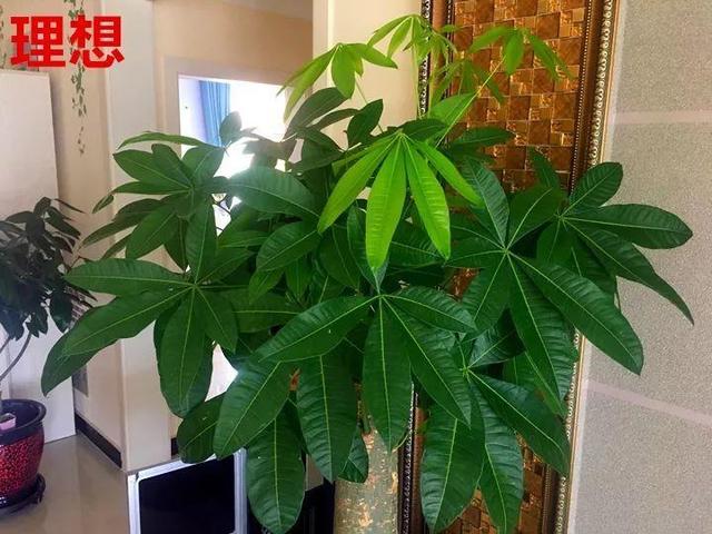 红蜘蛛|这10种花，年年收空盆，没点经验还真不敢养