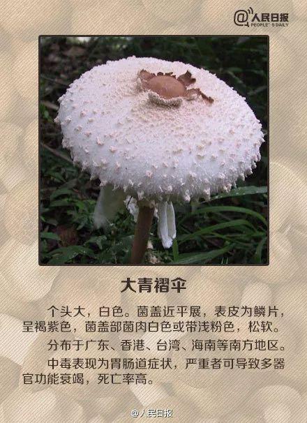 医院|桂林5人被野生菌放倒！中毒者事后回忆：吃起来又脆又甜……