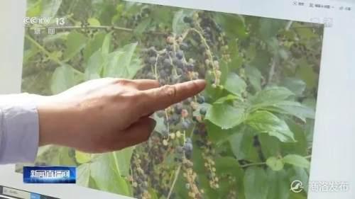 超级宝妈|西安家长快给娃叮咛：路边野果不要摘！多名儿童误食这种野果中毒了