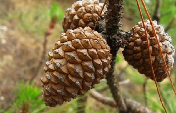 拿这6样东西垫花盆底，保管土壤透气、植物不烂根