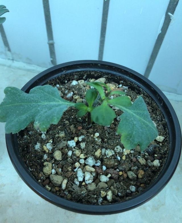 有一种花叫做小切粉，天冷就开花，满头花苞，漂亮清新