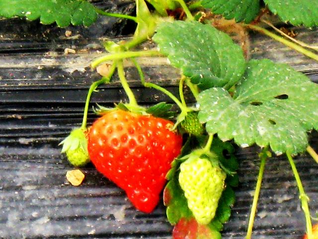 #约吗旅行#南京赏花图鉴：没去赏花的春天是不完整的！