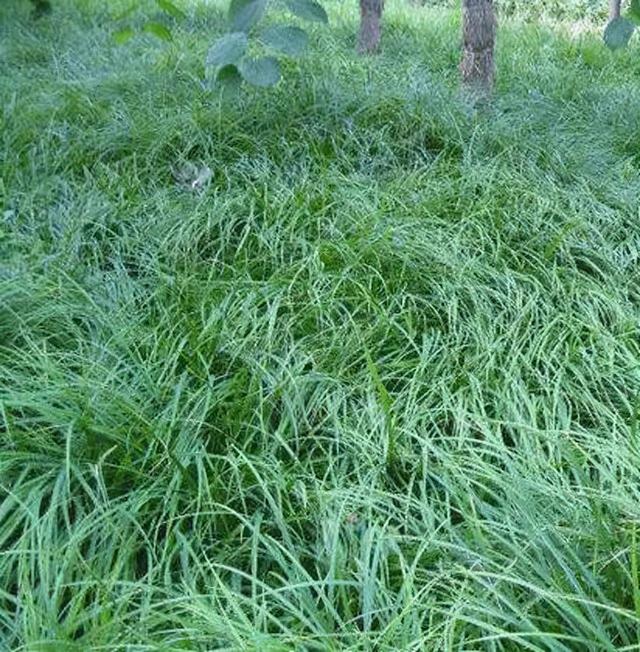 地被花卉篇——雨水花园里的植物们