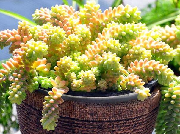 多肉玉缀怎么养？掌握“4点”，一簇簇的叶子将长得又密又粉嫩