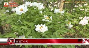 [旅行柚子君]仪陇新政镇杏子坪村：花开争艳游人相约赏春景