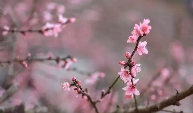 趣旅游■中国绿都 最氧三明 | 掬一捧春色,赏建宁桃红梨白……