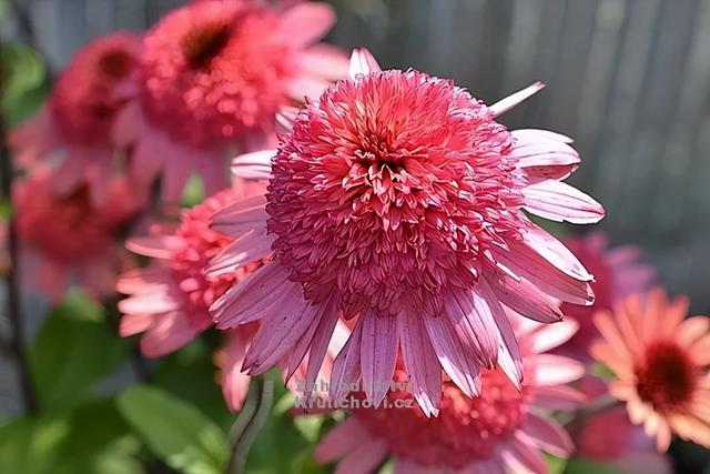 夏季庭院里一抹浓艳的色彩——松果菊