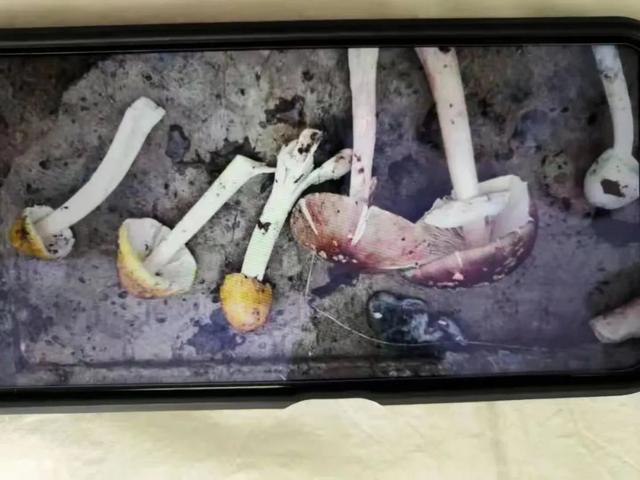 蘑菇|警惕！辽宁一家五口中毒，两人住进ICU……