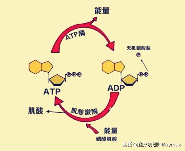 梦离旧时光|辟谣：运动不到30分钟不会燃烧脂肪？别闹了，真相在这了