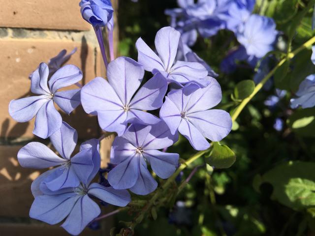 养了蓝雪花，再养一盆“红雪花”，一样好养，一样繁花似锦