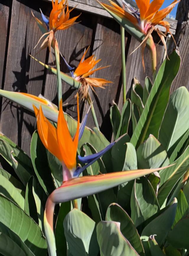 15种镇宅花，家里摆一盆，镇宅旺运超霸气