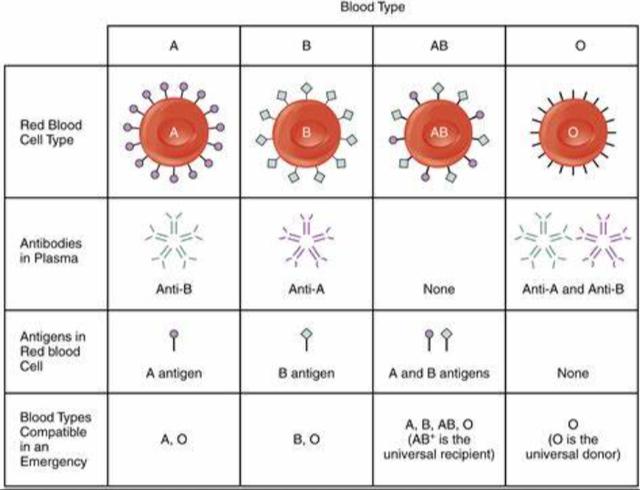 「输血」是一件很困难的事，医生用了300年才成功