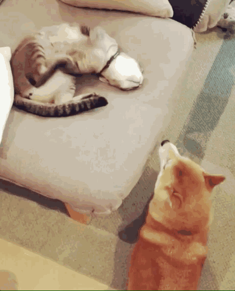 搞笑gif:出门在外,丢掉什么也不能丢掉气质
