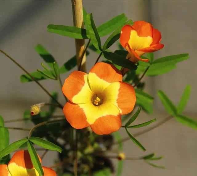 酢浆草|长发飘飘 or 纤细苗条，多毛酢浆草家族等