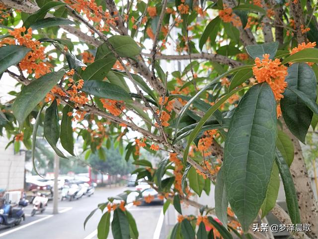 丹桂金秋迎双节，小城云梦满城香