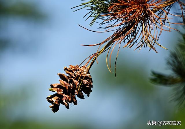 这种“树”，全身是宝，养啥花都爆盆