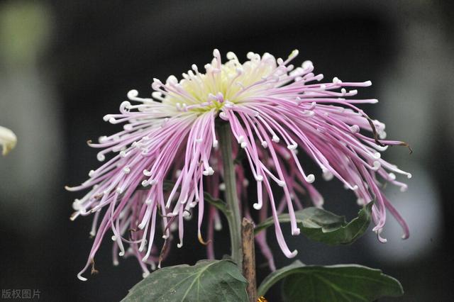 不同月份出生都有专属花，你几月出生？看看你的“命中花”是什么