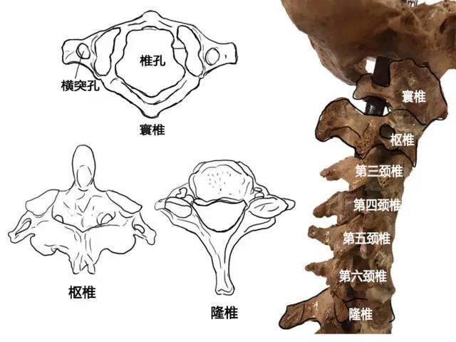 宁波日报|宁波3岁男孩翻跟斗险些瘫痪！提醒：幼童玩耍莫离视线