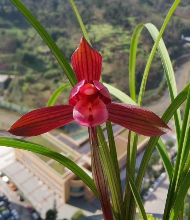 让人陶醉的兰花“醉红素”，花色艳丽，兰香醇正，勤花勤草还好养