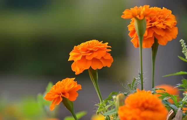 这几种特殊花不能放在客厅，别看开花美，但花香实在顶不住